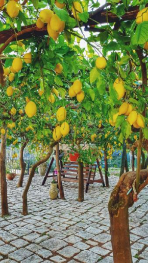 Il Limoneto degli Angeli